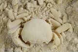 Fossil Crab (Potamon) Preserved in Travertine - Turkey #351022-1